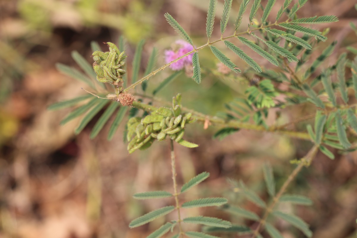 Mimosa diplotricha C.Wright